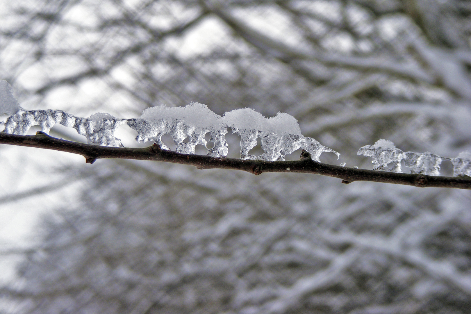 Die Eisreiter auf dem Ast