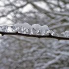 Die Eisreiter auf dem Ast