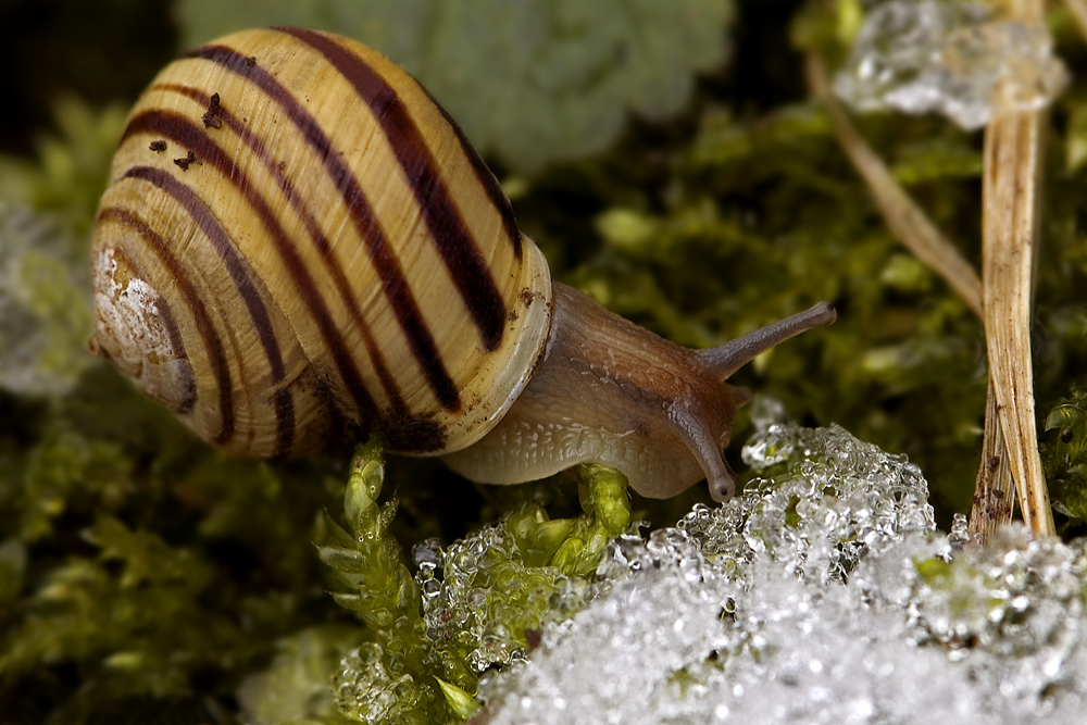 Die Eisschnecke...