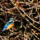 die Eisvogel-Dame im herbstlichen Sonnenlicht