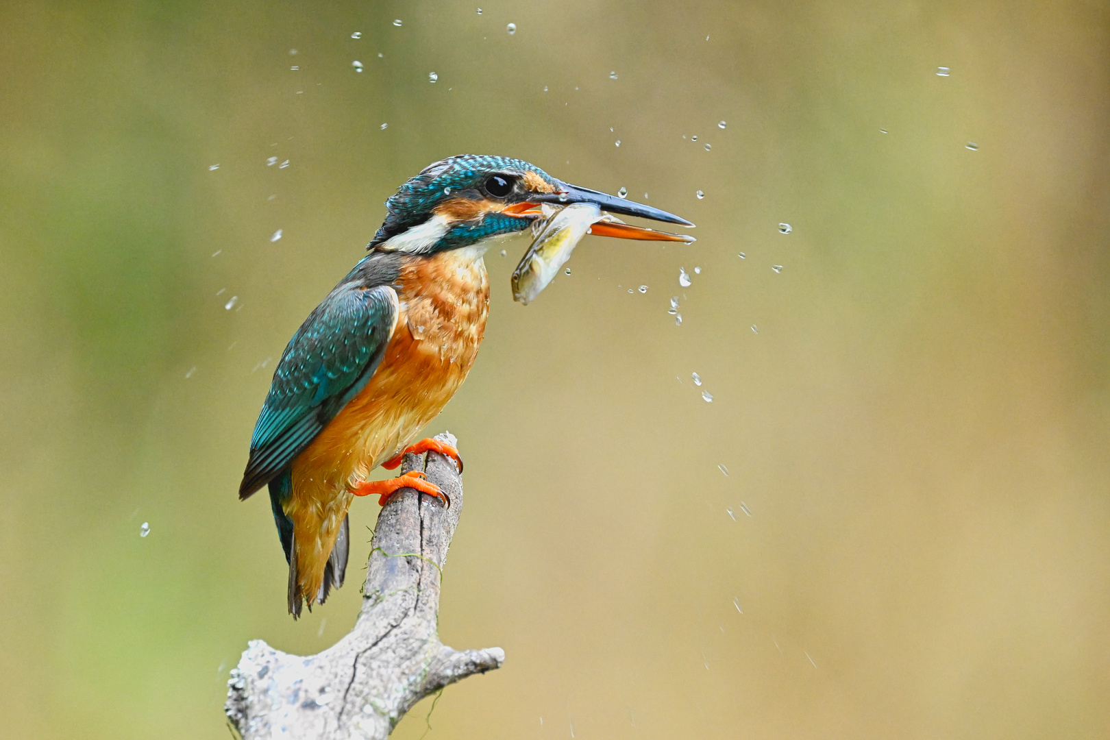 die Eisvogelmutter..