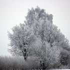 Die Eiszeit hat begonnen.