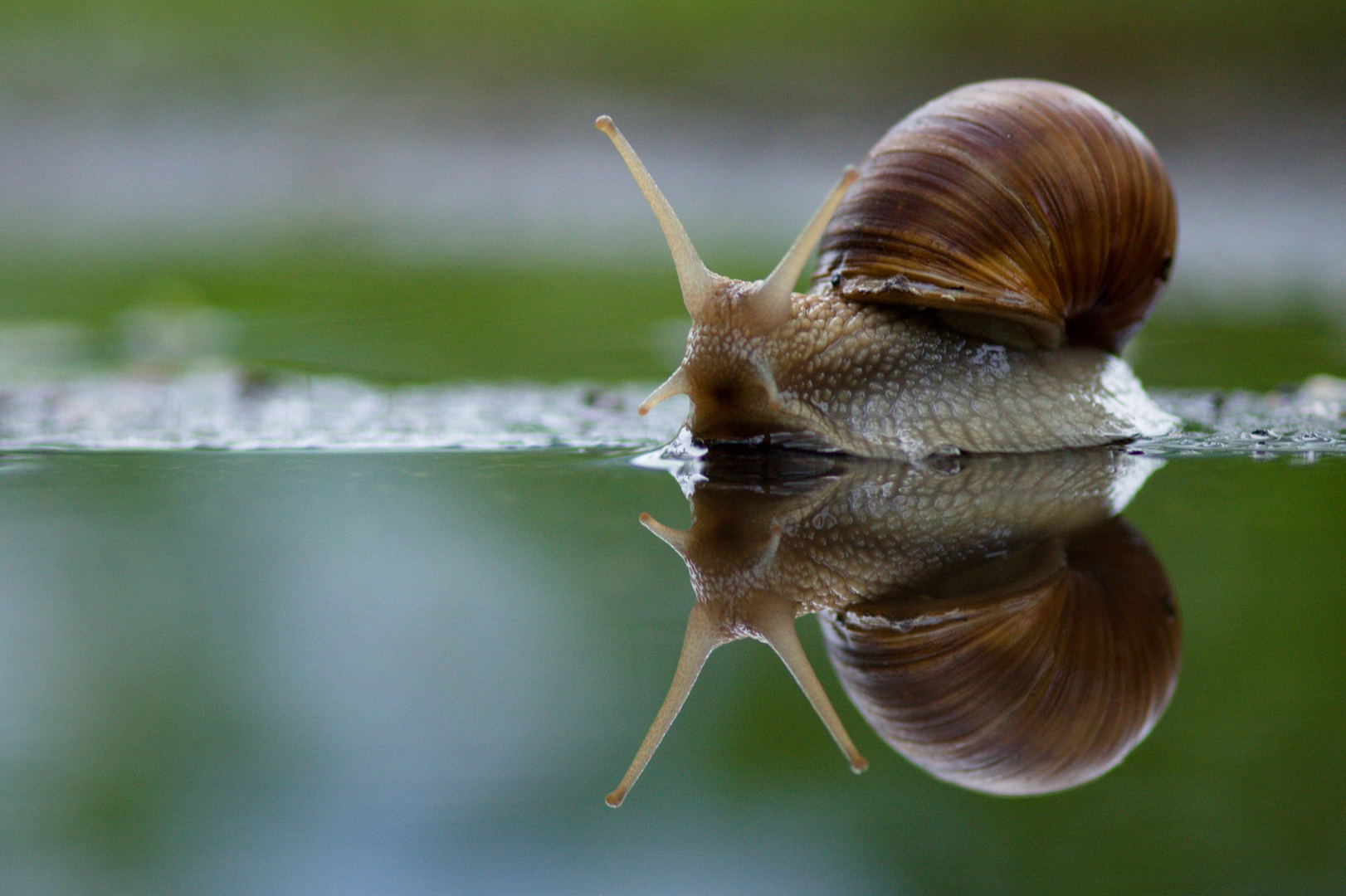 Die eitle Schnecke