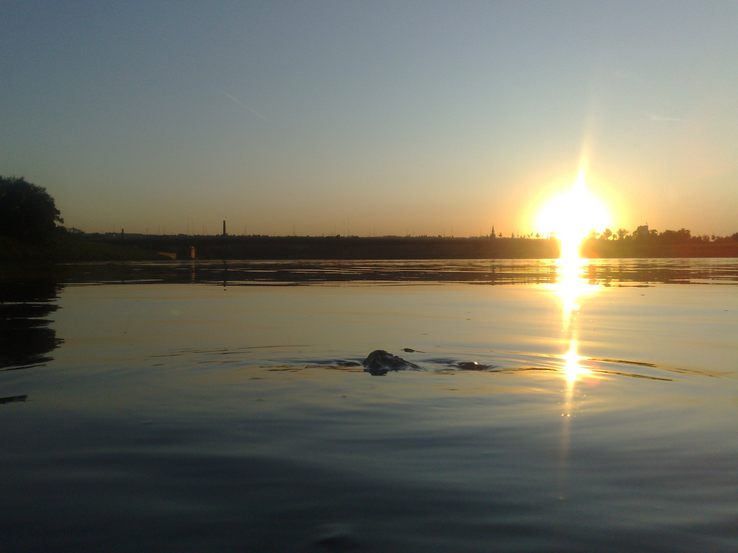 Die Elbe bei Dresden