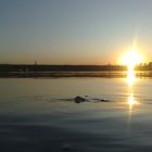 Die Elbe bei Dresden