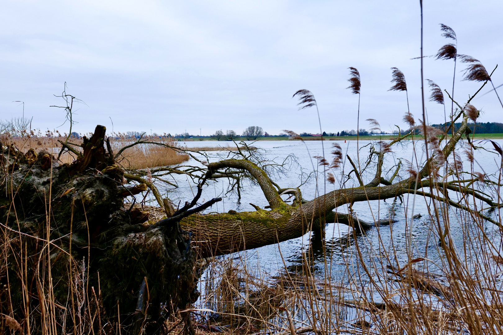 Die Elbe bei Tespehude