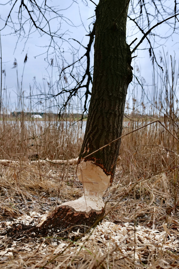 Die Elbe bei Tespehude