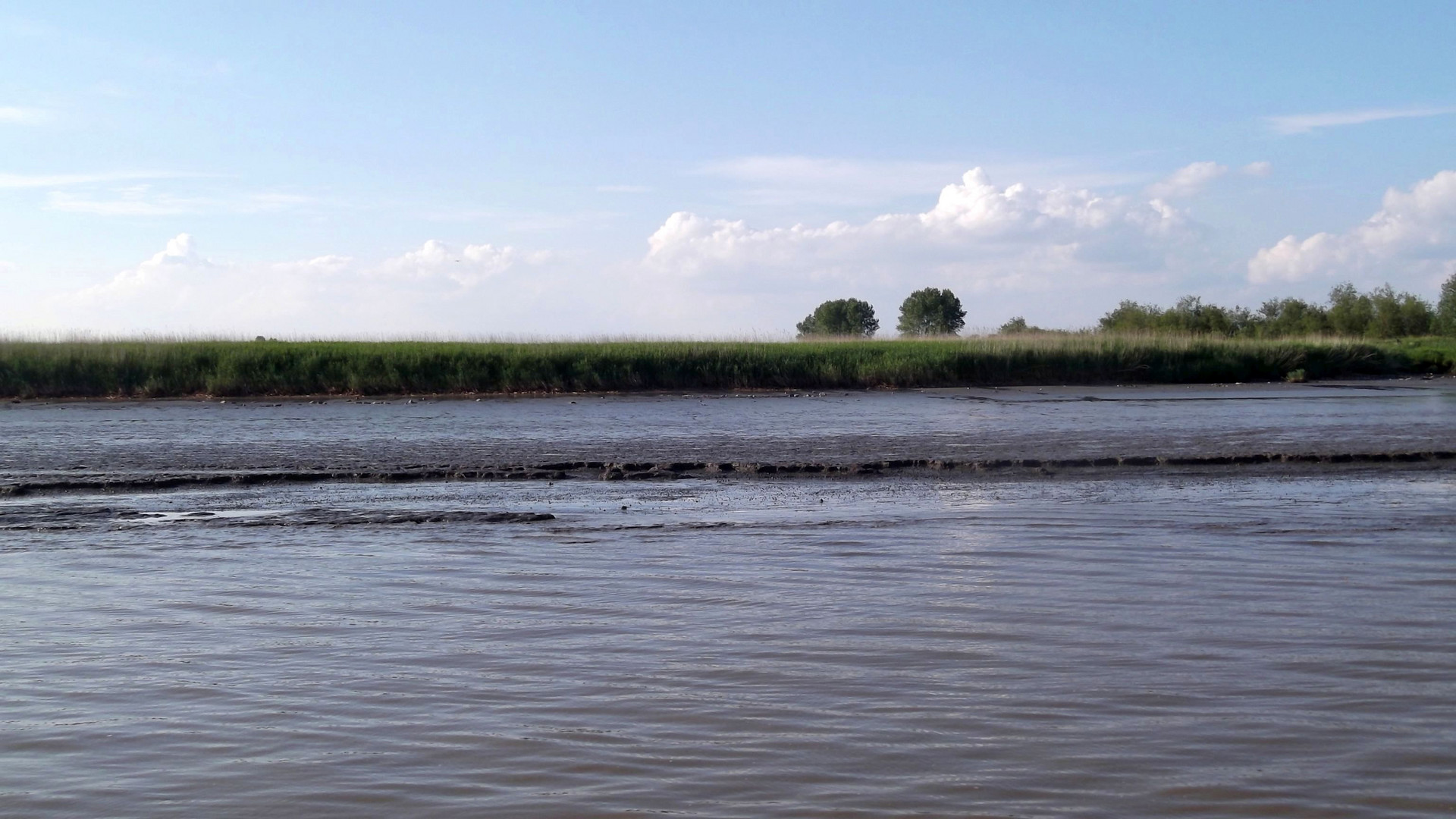 Die Elbe bei Wischhafen