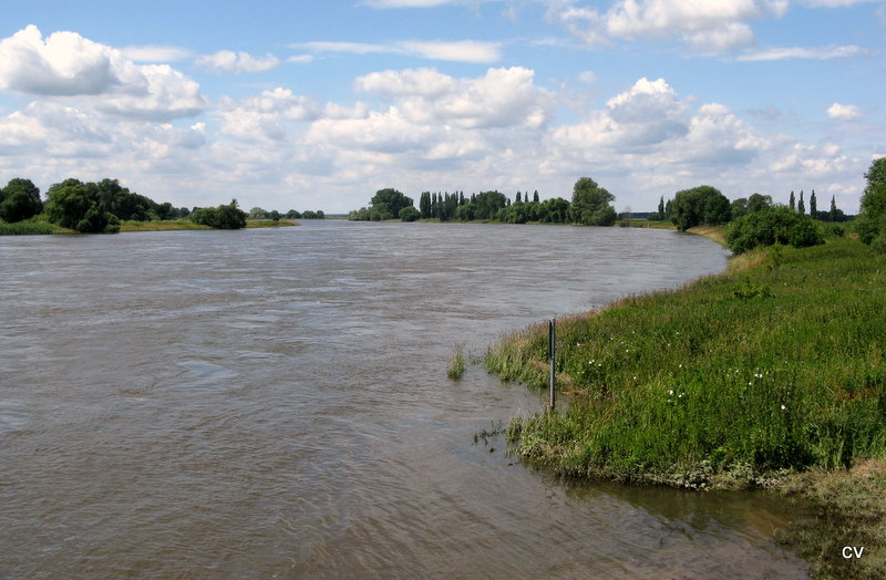 Die Elbe bei Wittenberg