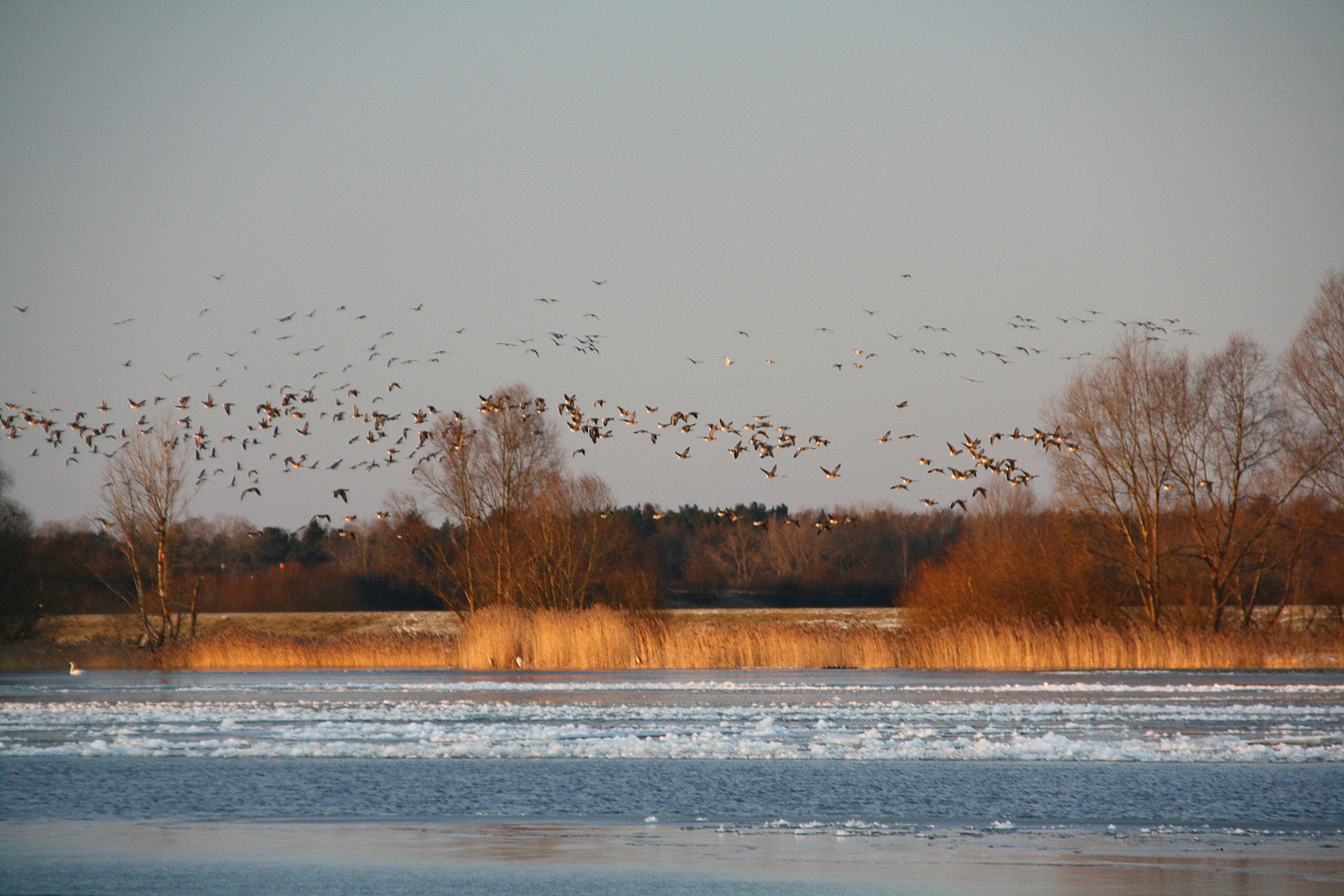 Die Elbe im Winter