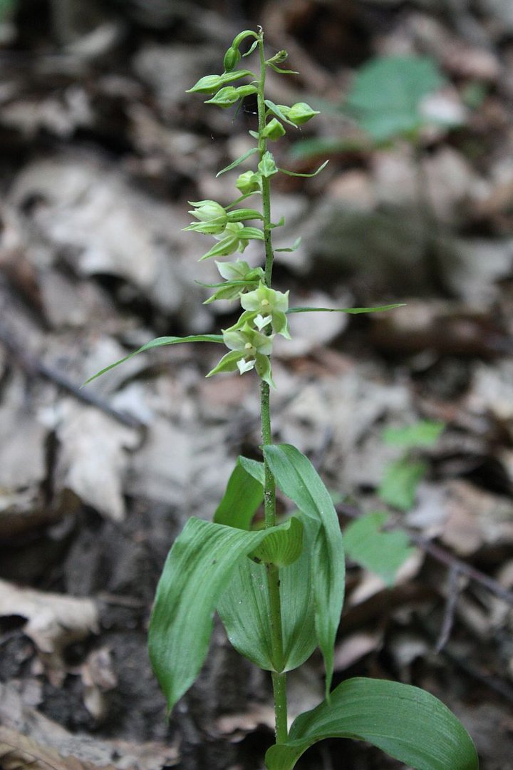 Die Elbe-Stendelwurz (Epipactis albensis)...