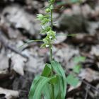 Die Elbe-Stendelwurz (Epipactis albensis)...