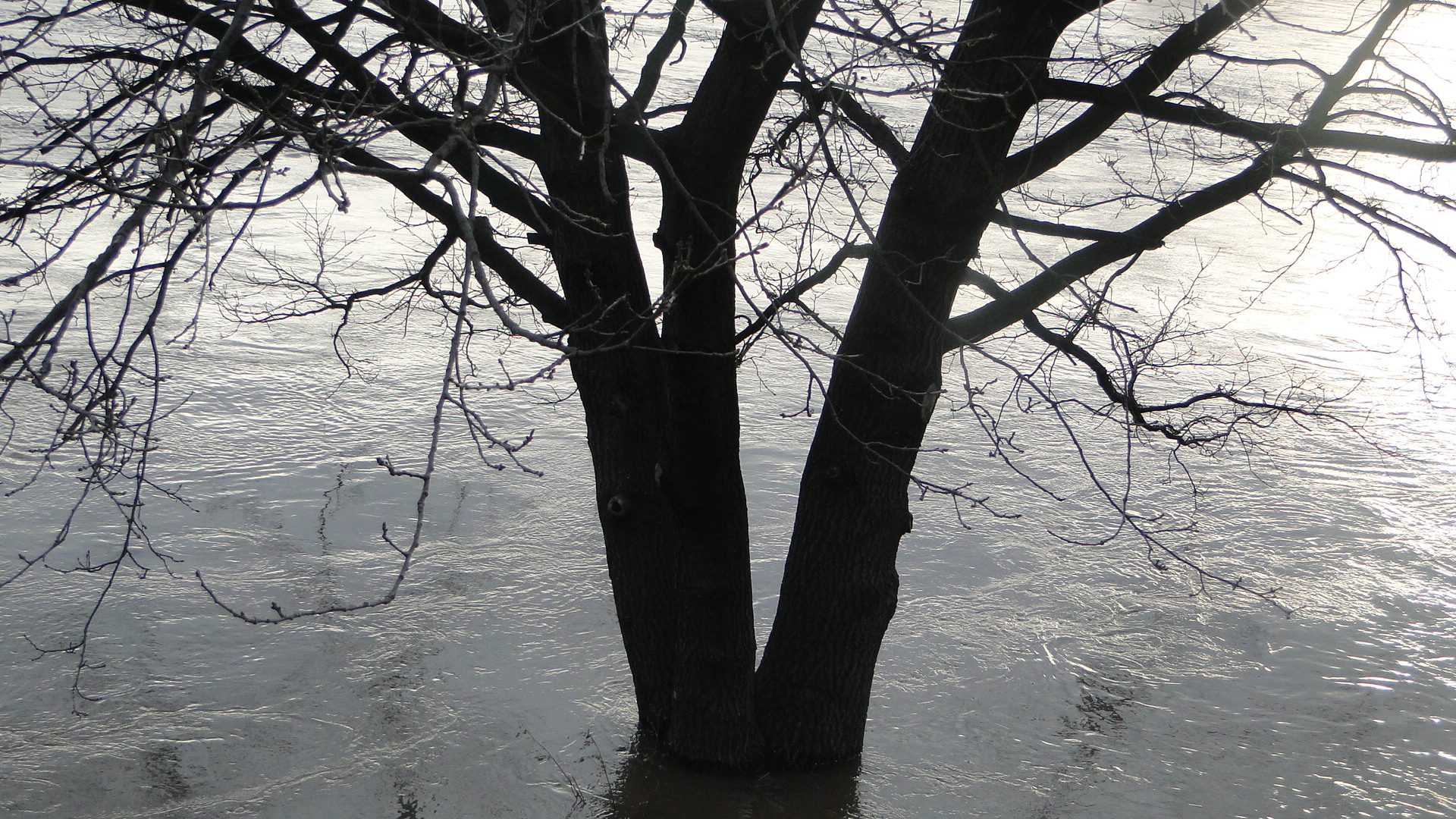 die Elbe und ihr Hochwasser