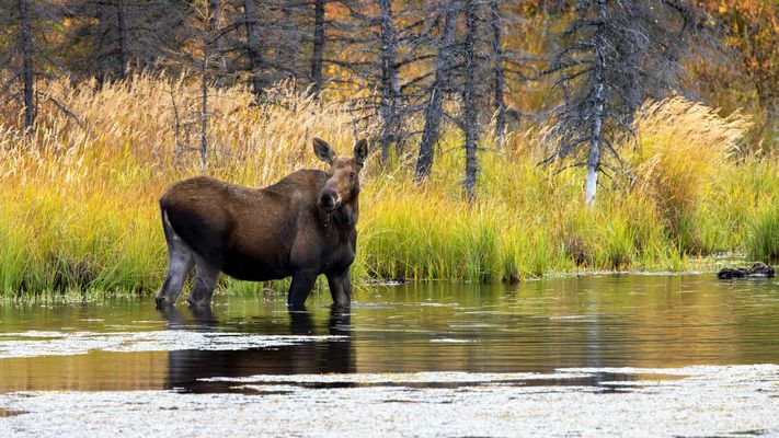 Die Elchkuh im Teich...