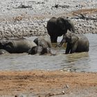 Die Elefanten genießen das Bad