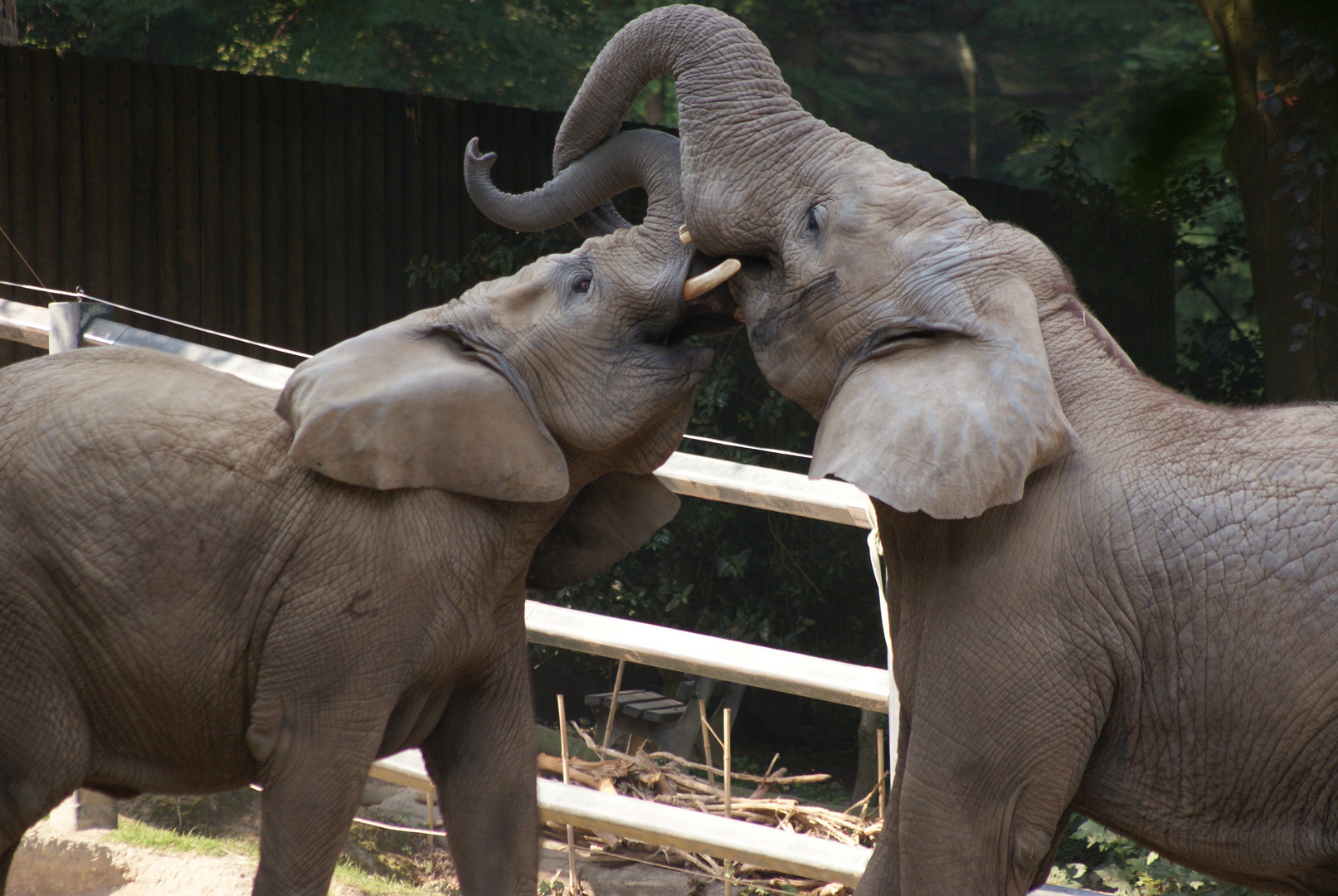 Die Elefanten haben sich lieb