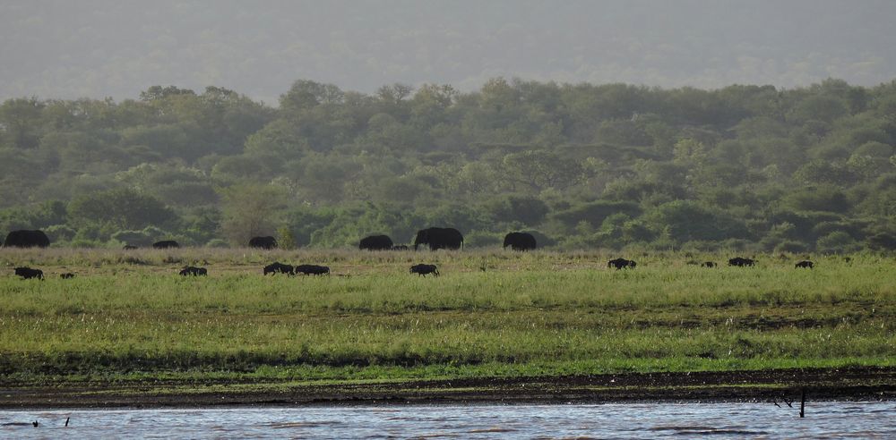 Die Elefanten kommen. Vorne eine Gruppe Gnus.