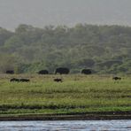 Die Elefanten kommen. Vorne eine Gruppe Gnus.