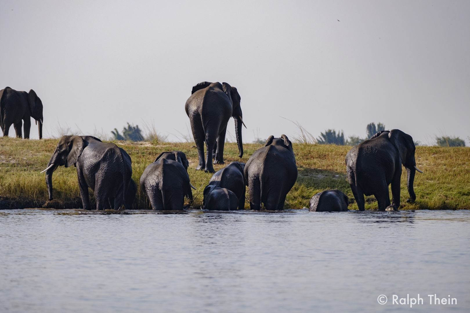 Die Elefanten steigen aus dem Chobe