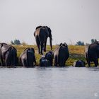 Die Elefanten steigen aus dem Chobe