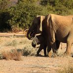 Die Elefantenkuh frisst dürre Äste