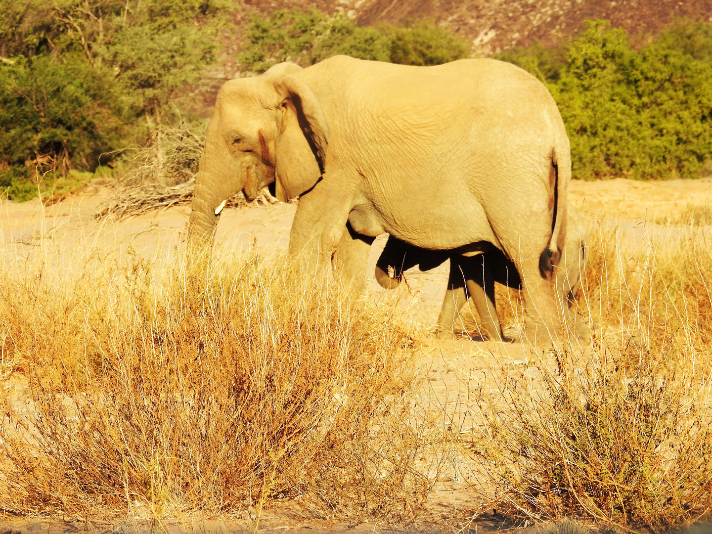 Die Elefantenkuh stellt sich schützend vor ihr Kalb.