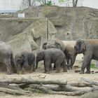 Die Elefantenparade