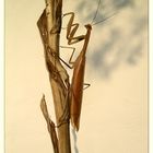 Die Elegante an vertrockneter Gladiole