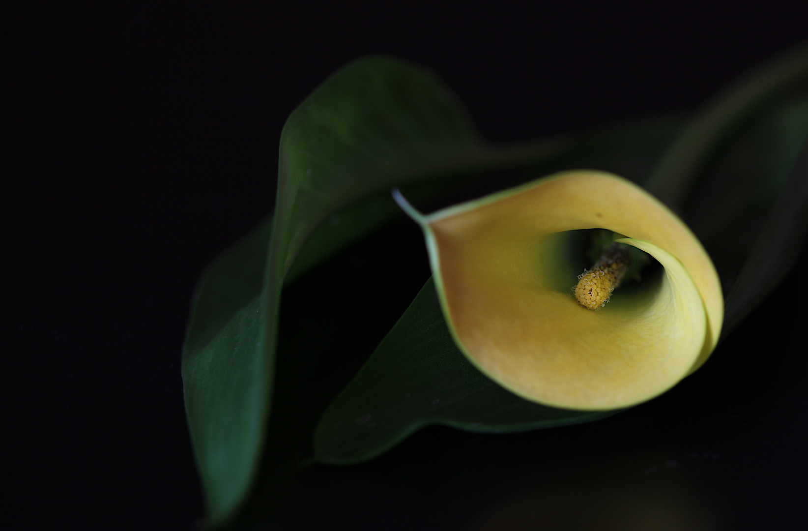 Die elegante Calla..