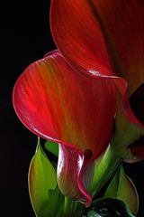 Die elegante Calla  (bot.: Zantedeschia)