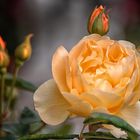 Die elegante Rose