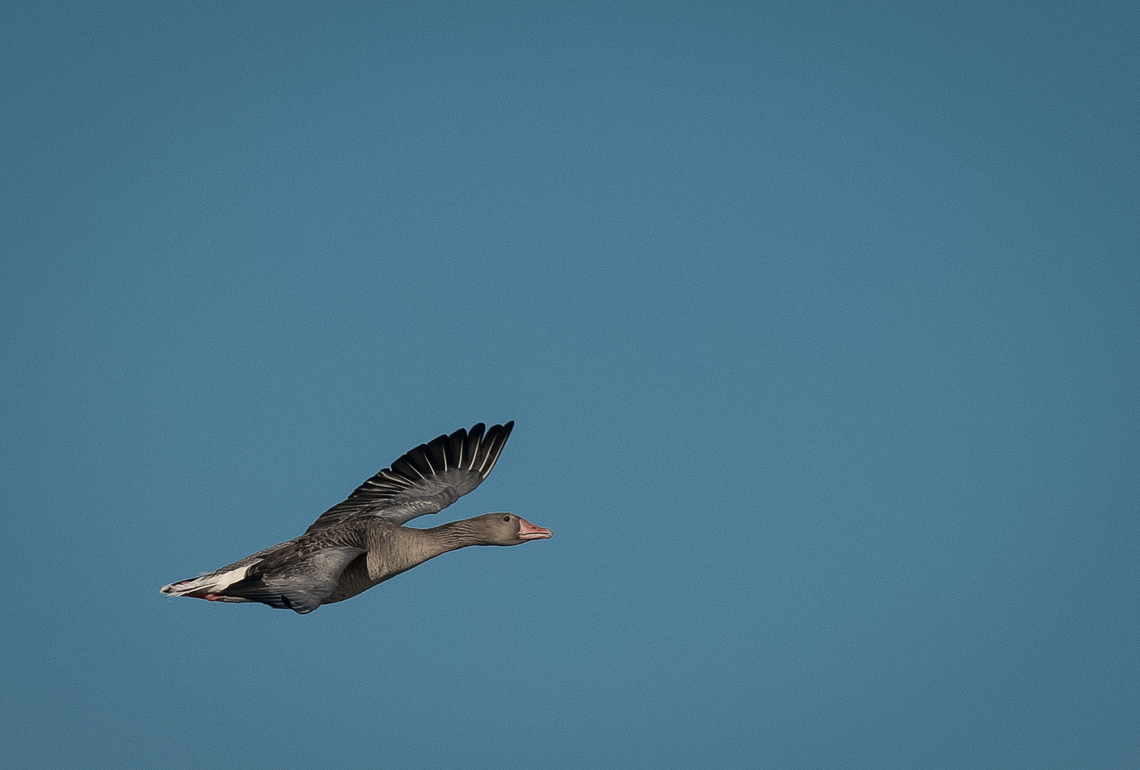 Die Eleganz der Gans