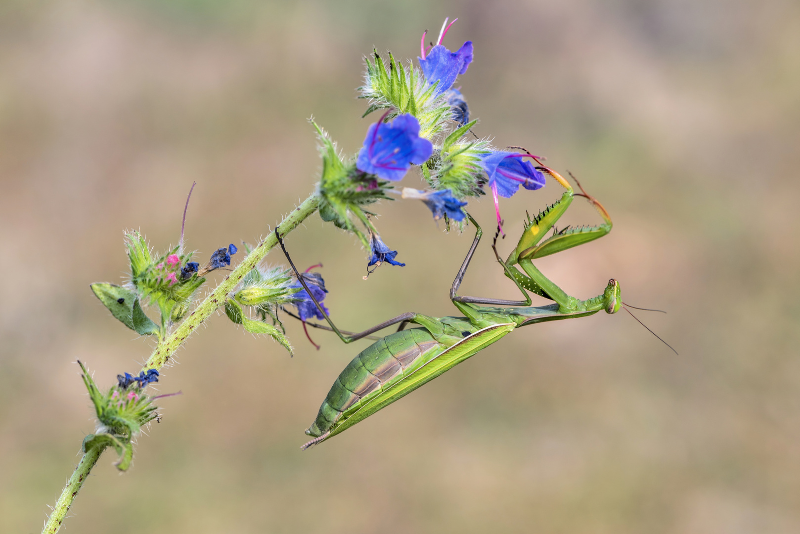 *Die Eleganz der Mantis*