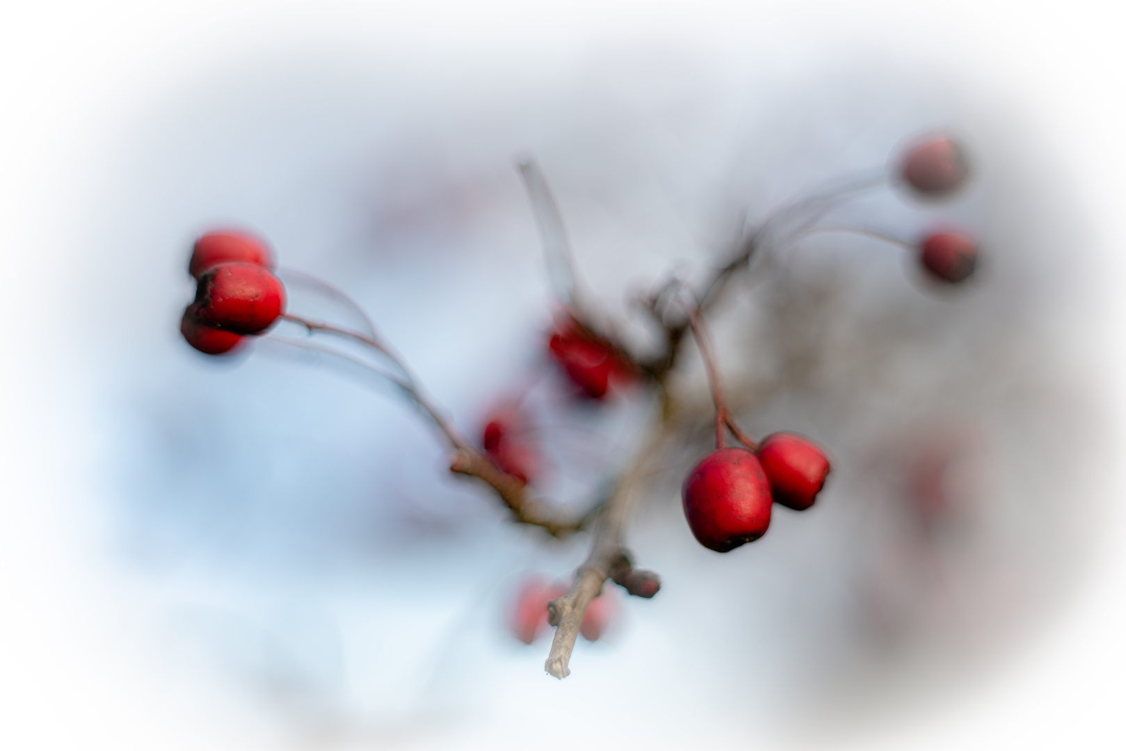 Die Eleganz der roten Beeren