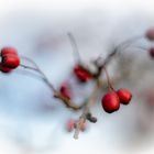 Die Eleganz der roten Beeren