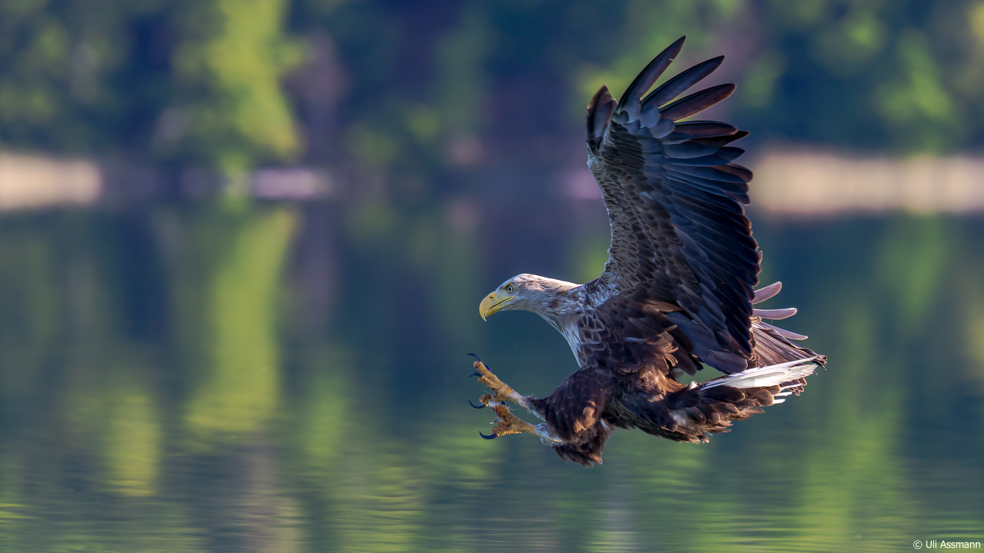 Die Eleganz des Fliegens