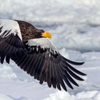 Die Eleganz des Fliegens