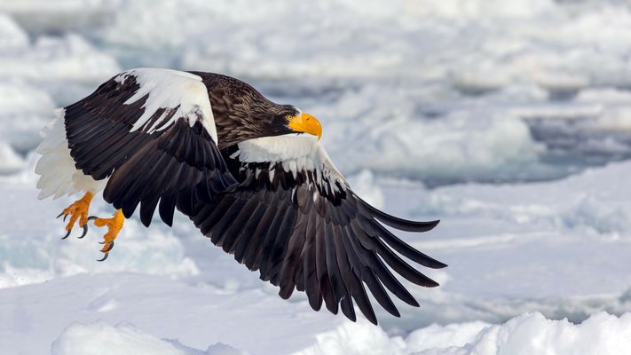 Die Eleganz des Fliegens