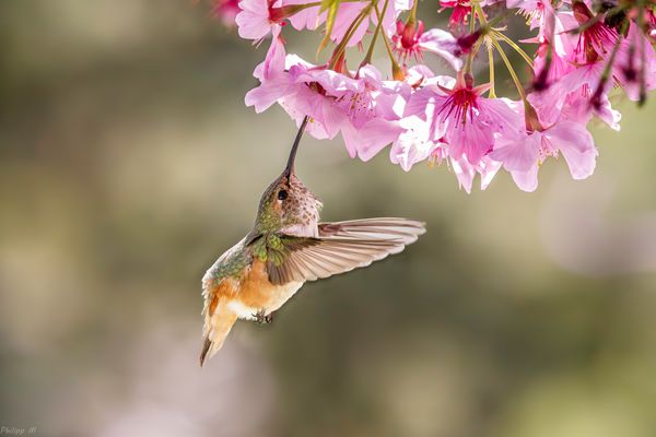 Die Elfe im Blütenrausch…