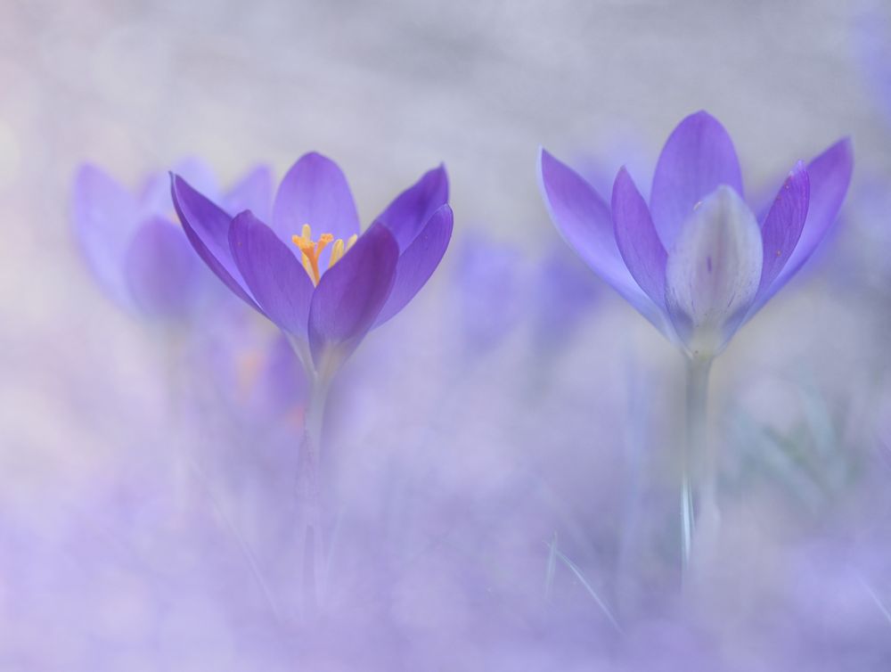 die Elfen Foto & Bild | krokuss, rebekka d., blumen & co Bilder auf die Elfen Foto & Bild | krokuss, rebekka d., blumen & co Bilder auf