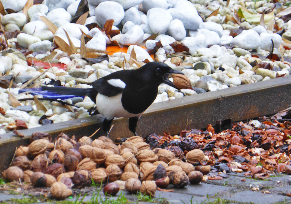 Die Elster hat auch Hunger