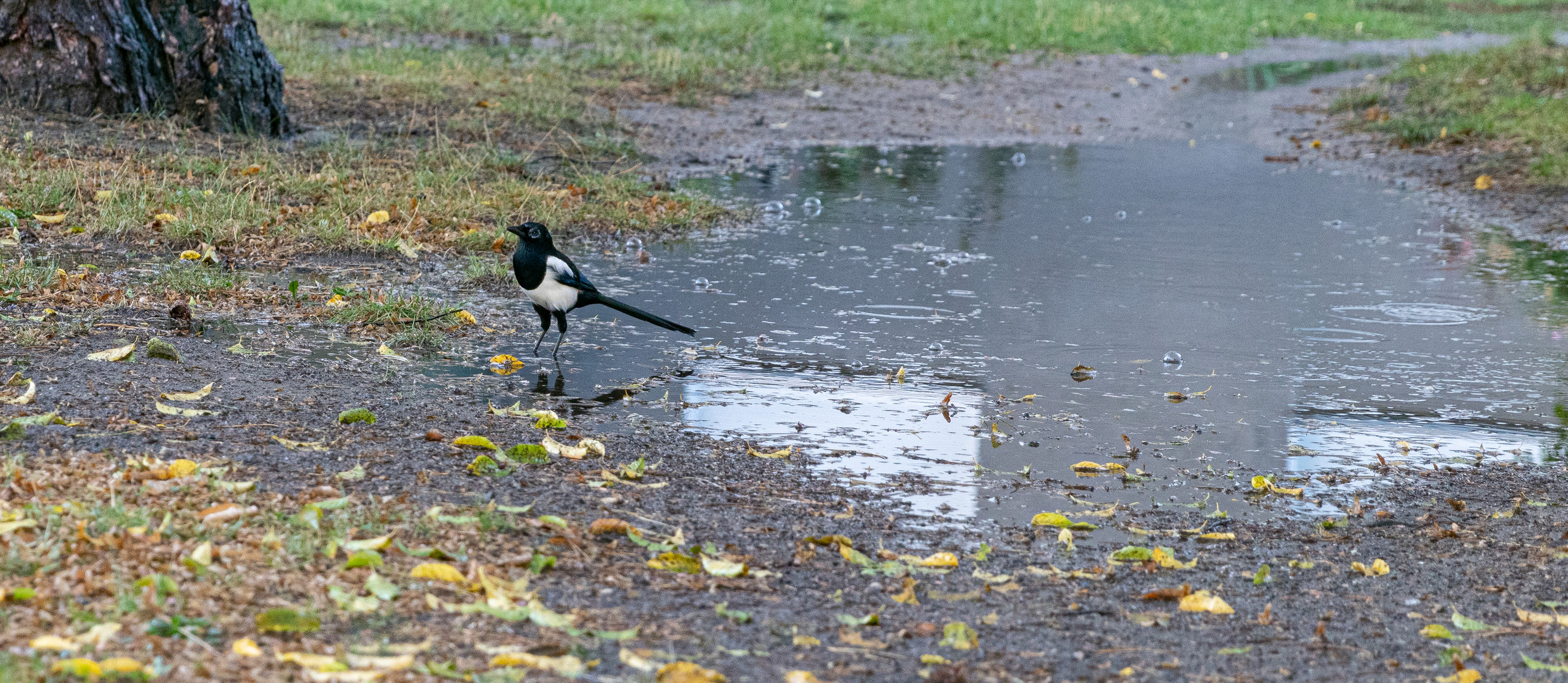 Die Elster mag den Regen