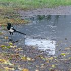 Die Elster mag den Regen