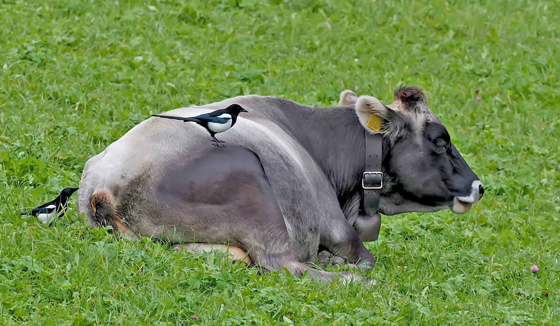 Die Elstern und die Kuh...