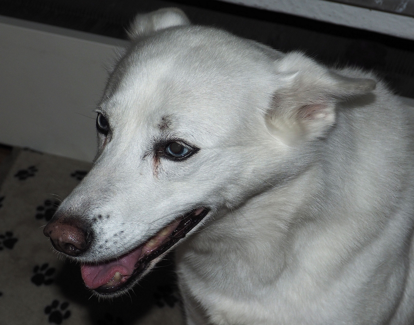 Die Emma. Foto &amp; Bild fotos, hunde, hund Bilder auf