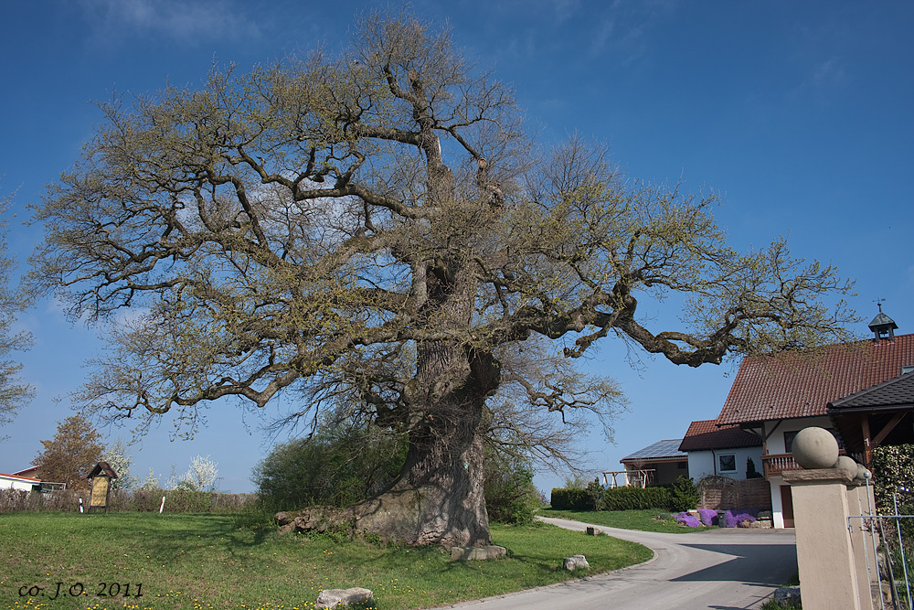 Die Emmertshof-Eiche