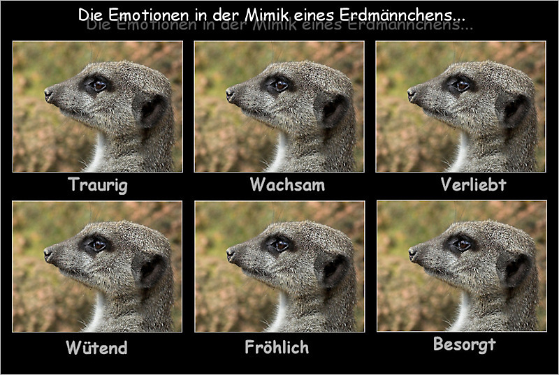 Die Emotionen eines Erdmännchens ;-)...