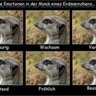 Die Emotionen eines Erdmännchens ;-)...