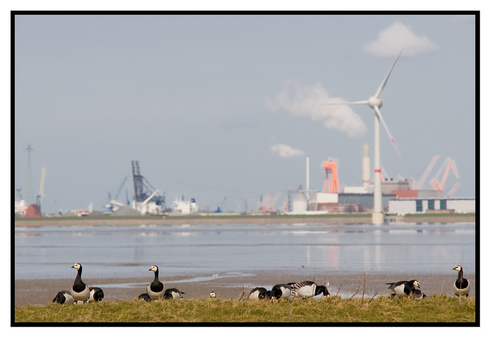 Die Ems: Natur Contra Industrie: Wer Zieht Den Kürzeren???