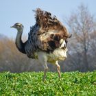 Die Emu´s laufen bei uns frei auf den Feldern rum ... :o)